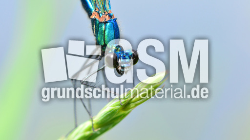 Gebänderte Prachtlibelle - Männchen (7).jpg